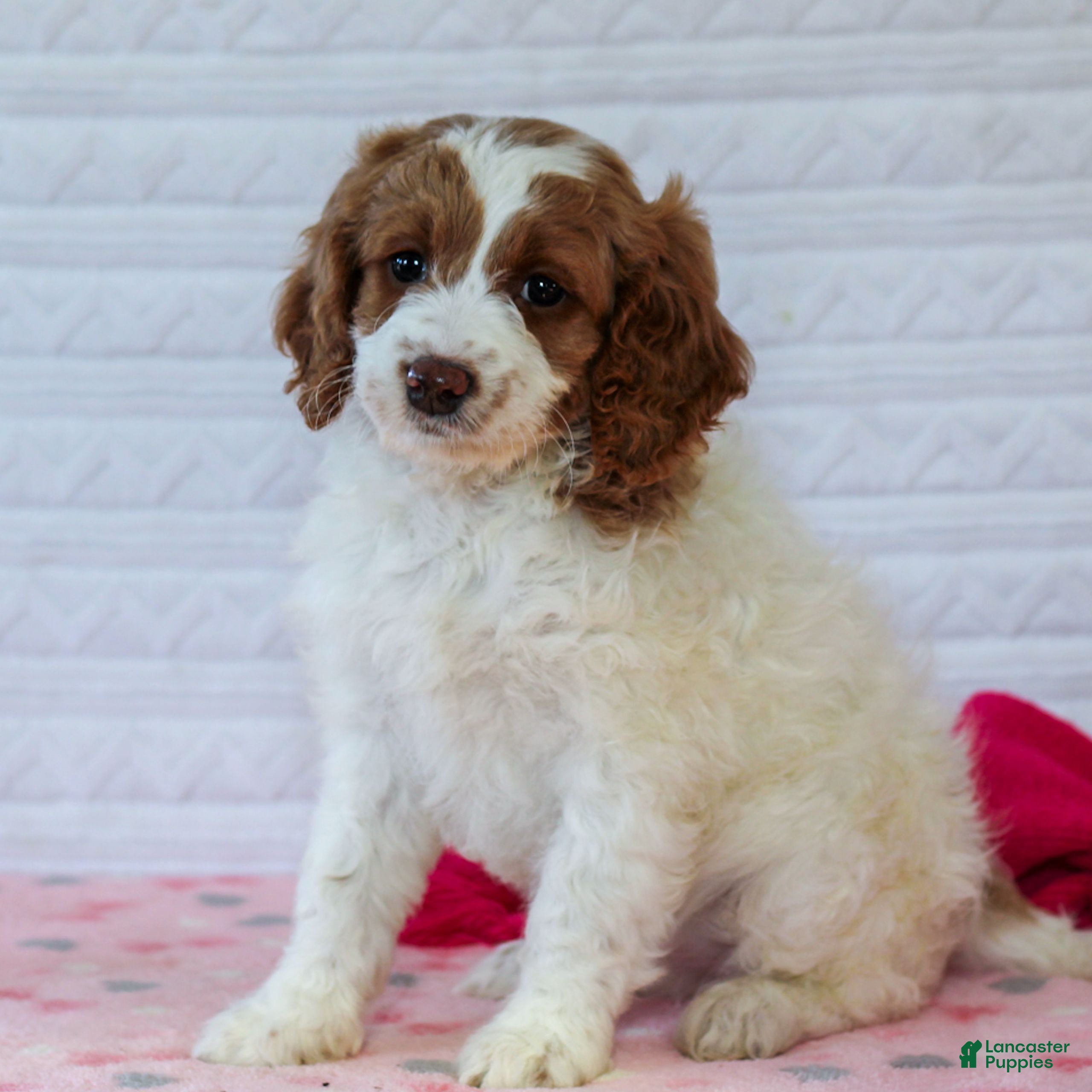 Mini Goldendoodle dogs Juliet  - Ad 1