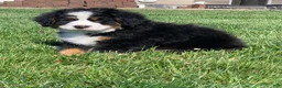 Bernese Mountain Dog dogs for sale: SweetPea - Ad 11