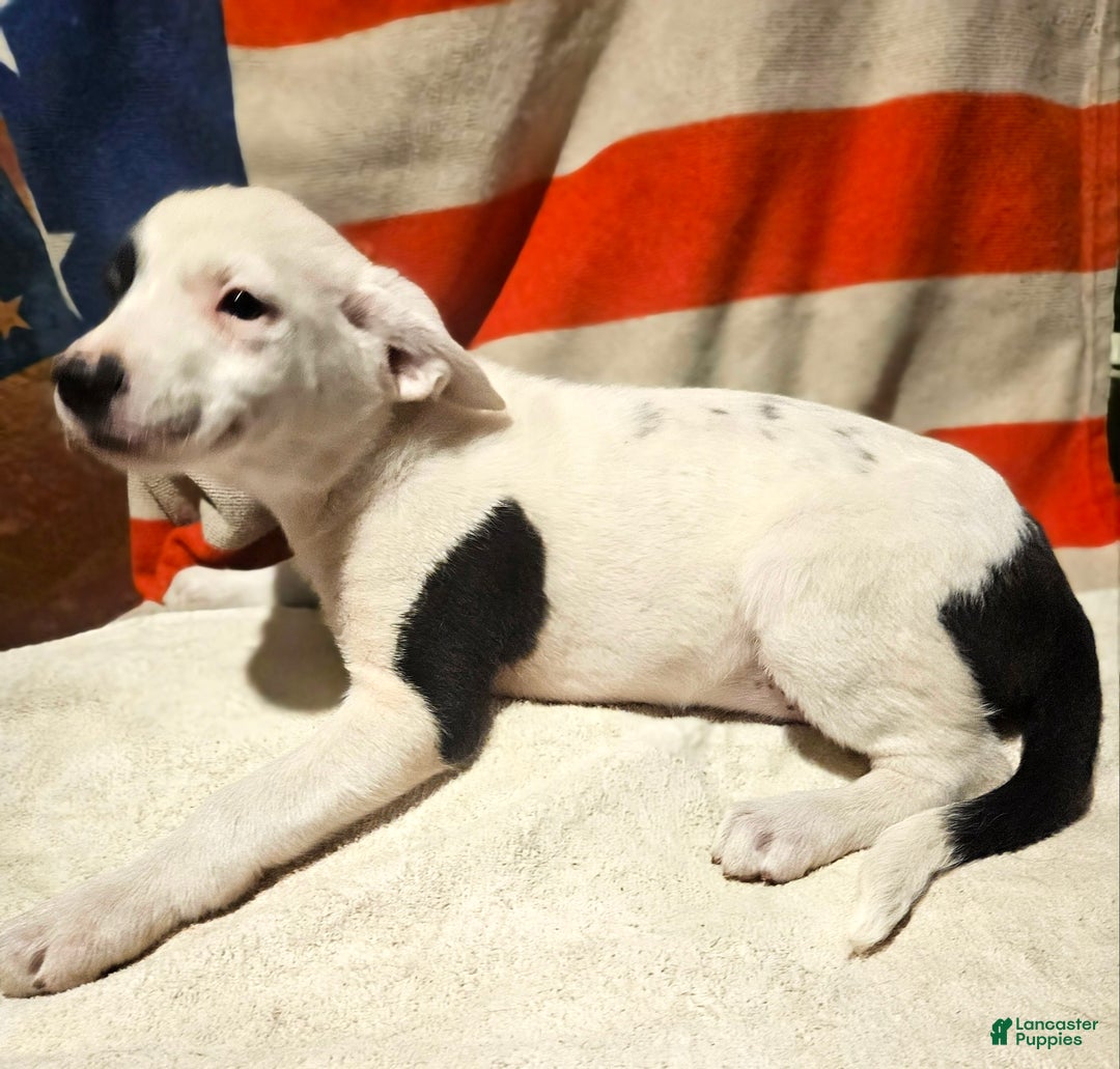 Border Collie dogs for sale: Dreami (Runt) - Ad 53