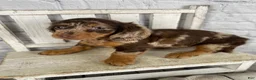 Miniature Dachshund dogs for sale: Pearl - Ad 3