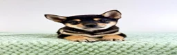 Shiba Inu dogs for sale: AKC Mushu - Ad 4