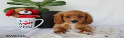 Cavapoo dogs for sale: Sadie - Ad 6