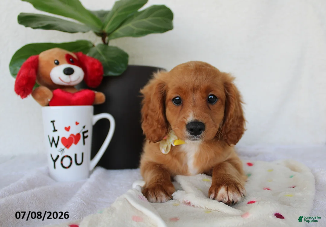 Cavapoo dogs for sale: Sadie - Ad 6