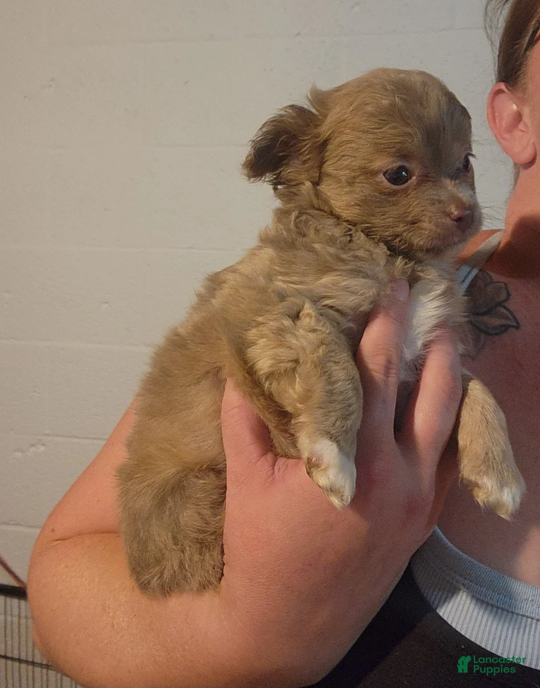 Chihuahua dogs for sale: Jasper - Ad 1