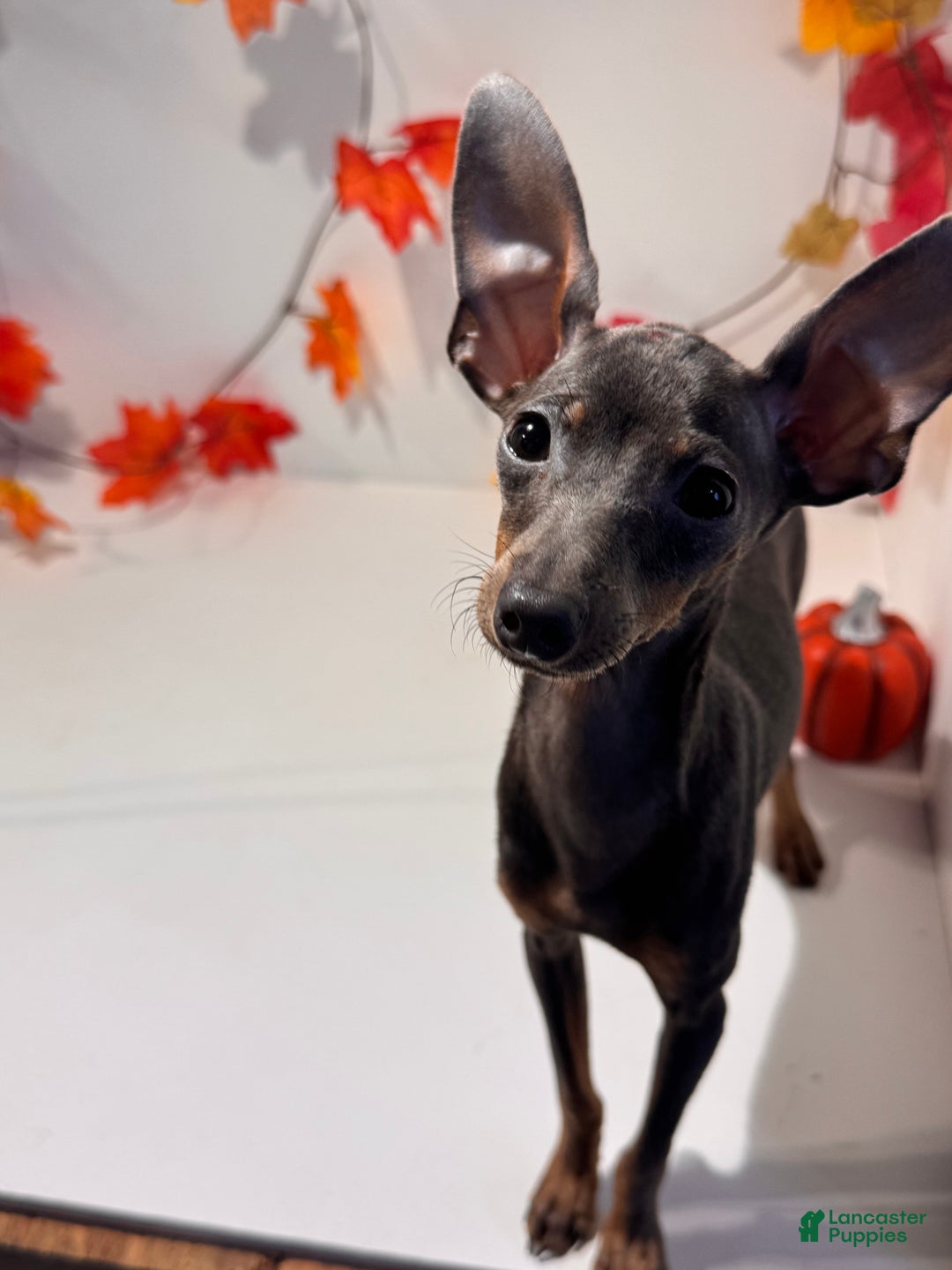 Miniature Pinscher dogs for sale: Milo - Ad 1