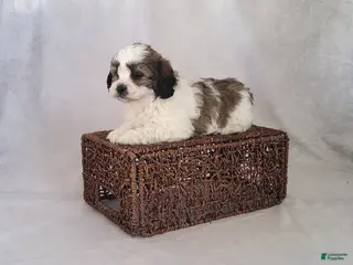 Shih Tzu dogs for sale: Rusty - Ad 3