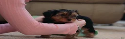 Yorkshire Terrier dogs for sale: Max - Ad 2