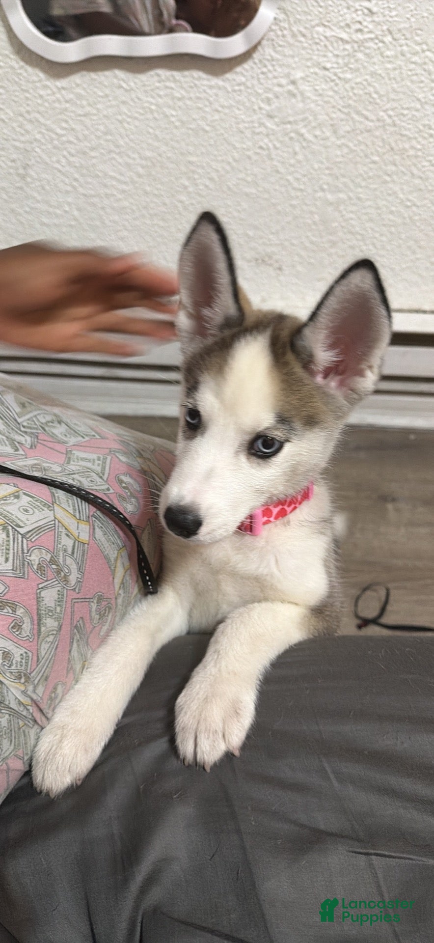 Mixed Breed dogs Mixed Breed 1 - Ad 6