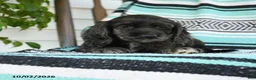 Cocker Spaniel dogs for sale: Daisy - Ad 4