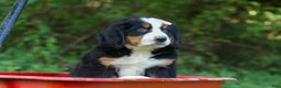 Bernese Mountain Dog dogs for sale: SADIE - Ad 6