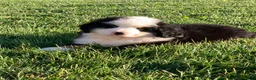 Bernese Mountain Dog dogs for sale: Rambo  - Ad 22
