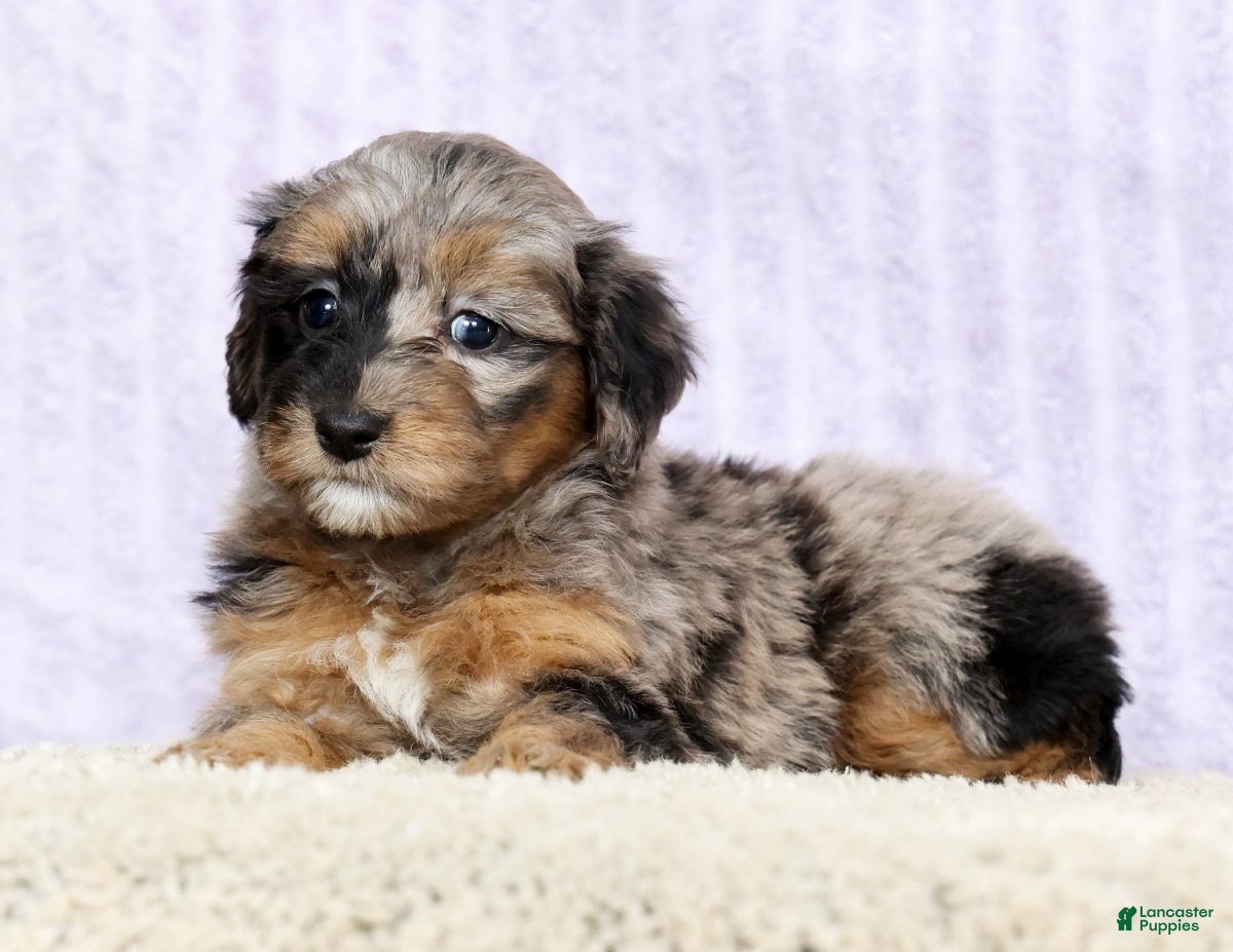 Mini Aussiedoodle dogs Macey - Ad 2