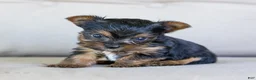 Yorkshire Terrier dogs for sale: Rick (Teacup) - Ad 3