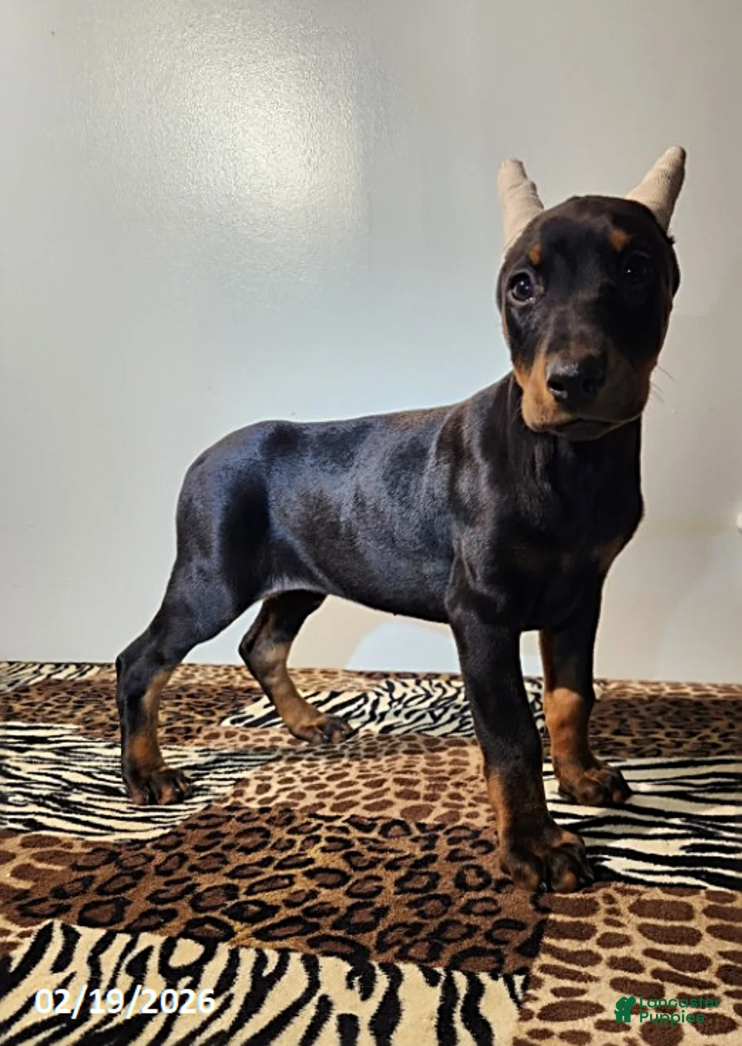 Doberman Pinscher dogs for sale: Roxy - Ad 7
