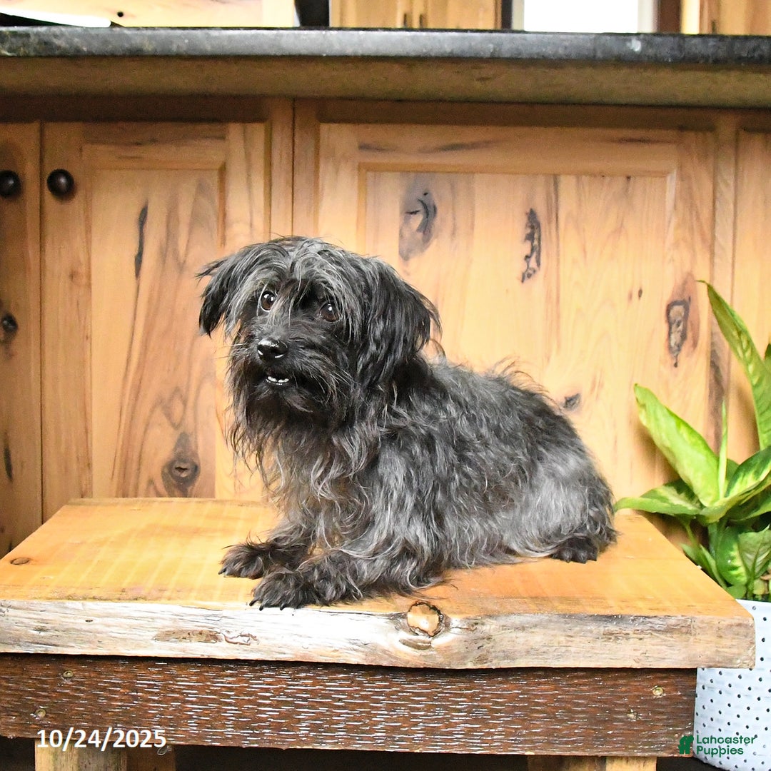 Yorkiepoo dogs for sale: Teddy - Ad 3