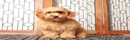 Cavapoo dogs for sale: Toby  - Ad 4