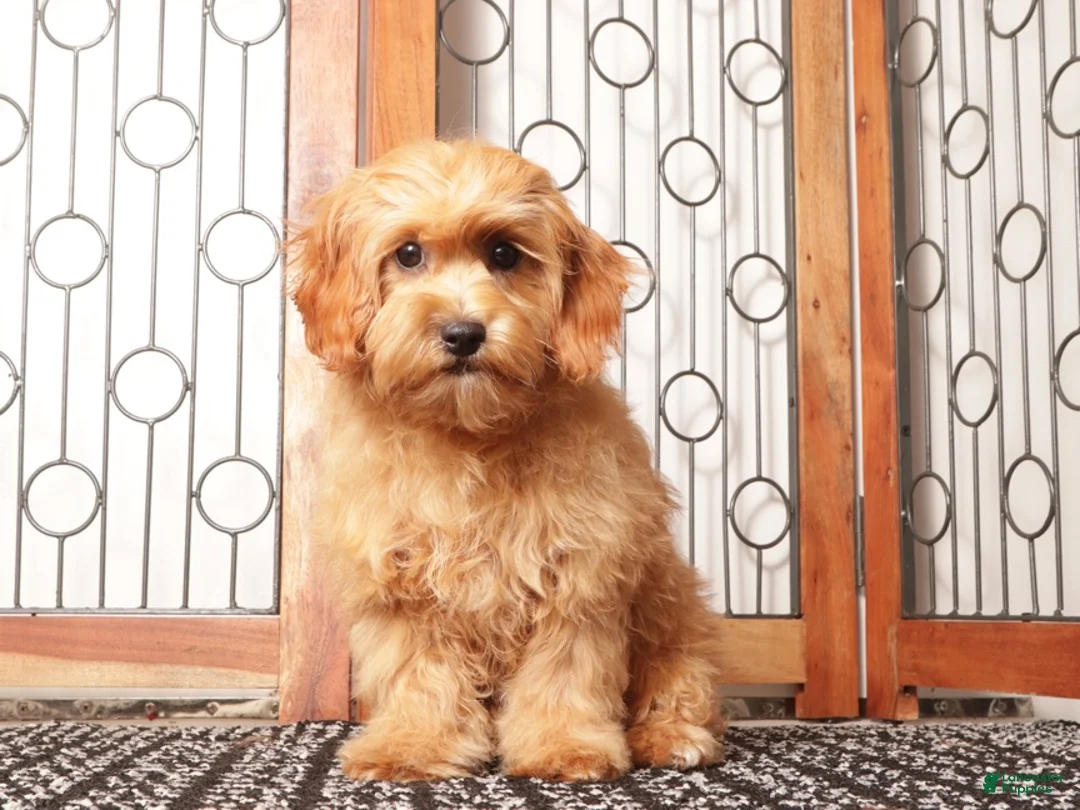 Cavapoo dogs for sale: Toby  - Ad 4