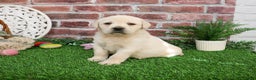 Labrador Retriever dogs for sale: Clarke - Ad 4
