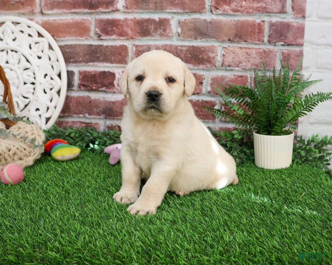 Labrador Retriever dogs for sale: Clarke - Ad 4