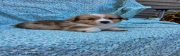 Welsh Corgi Pembroke dogs for sale: Samuel - Ad 3