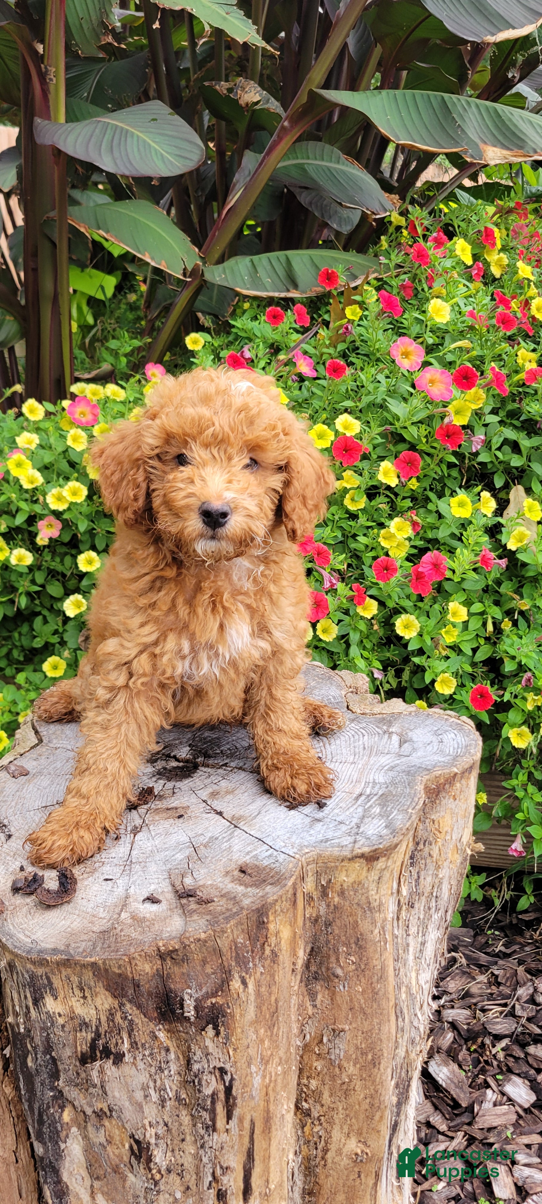 Ginger
