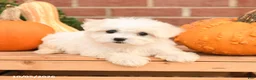 Maltipoo dogs for sale: Fiona - Ad 5