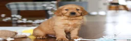 Golden Retriever dogs for sale: Alex - Ad 3