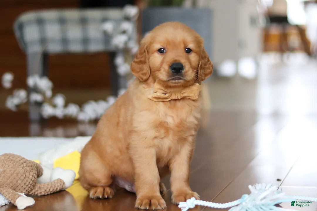 Golden Retriever dogs for sale: Alex - Ad 3
