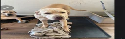 Cane Corso dogs for sale: Cane Corso 2 - Ad 1