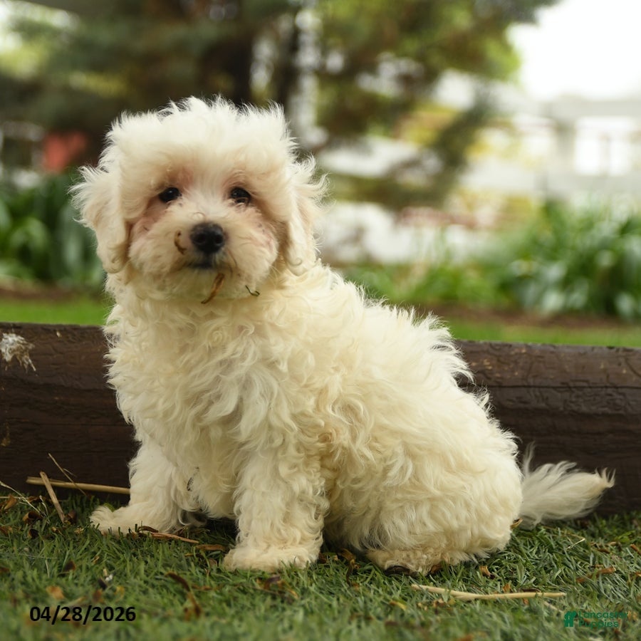 Maltipoo dogs Noble  - Ad 1