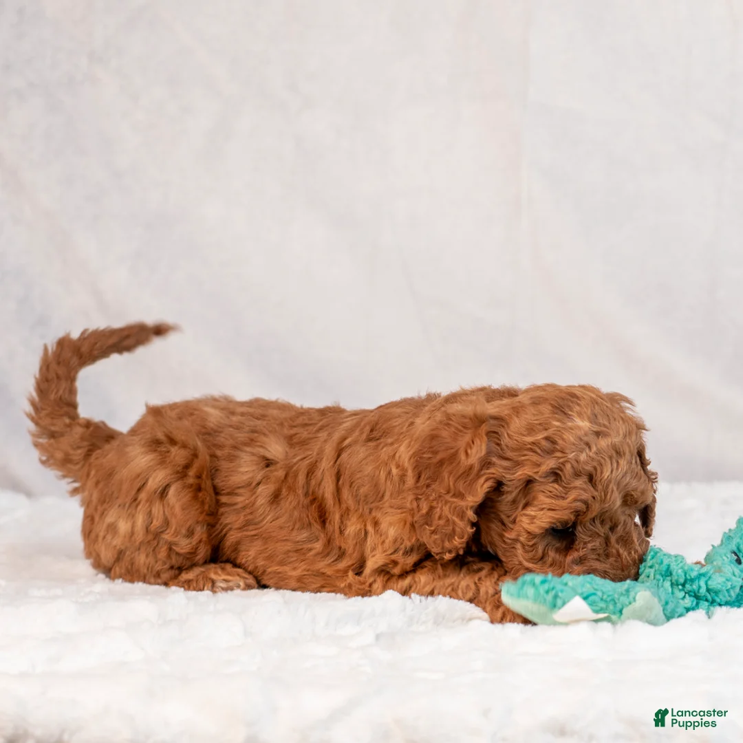 Mini Goldendoodle dogs for sale: Biscuit - Ad 3