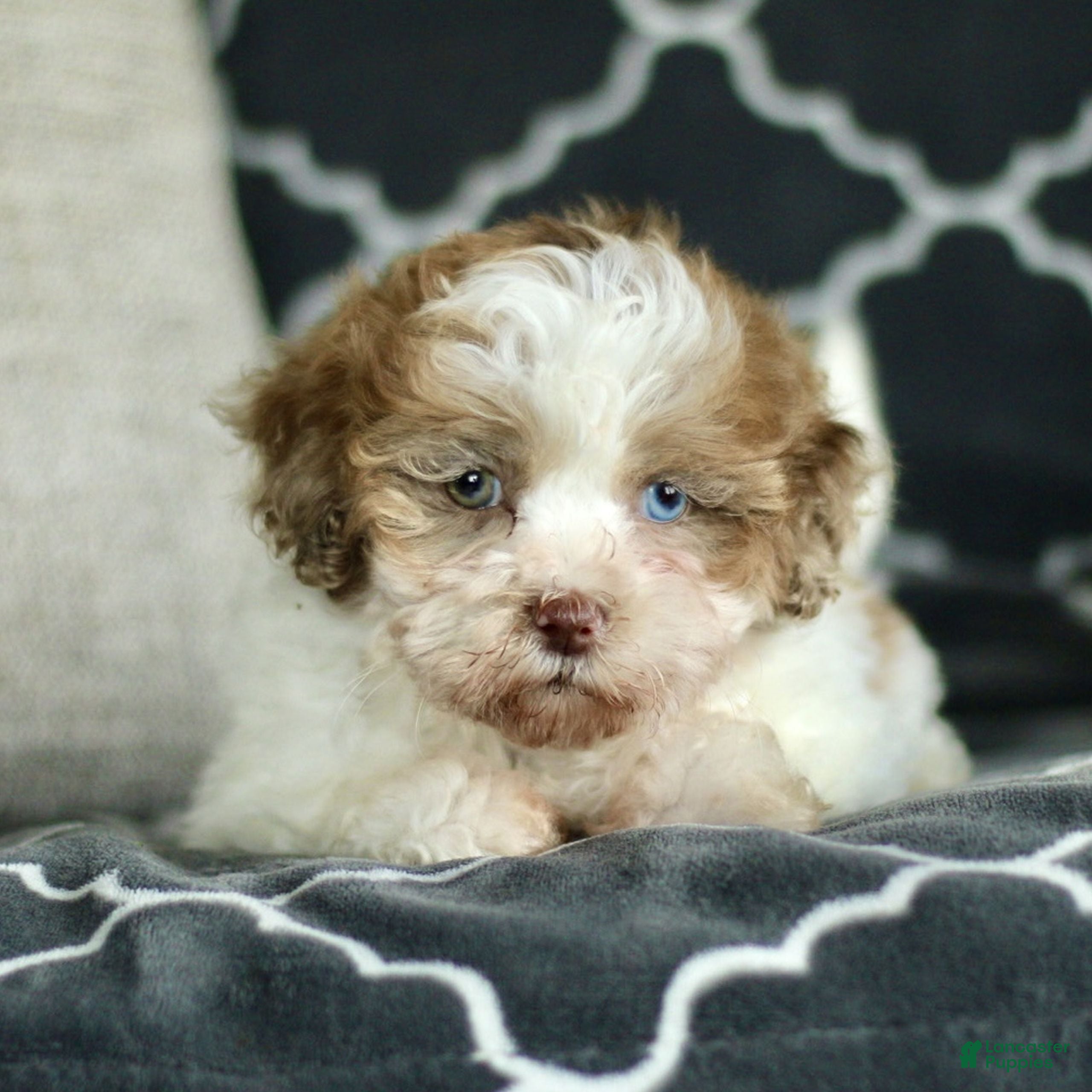 Shihpoo dogs Rosie  - Ad 2