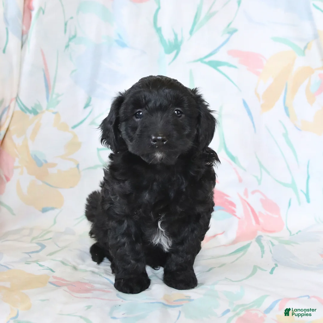 Mini Aussiedoodle dogs for sale: Peter - Ad 1