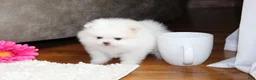 Pomeranian dogs for sale: Teacup Pamela - Ad 4