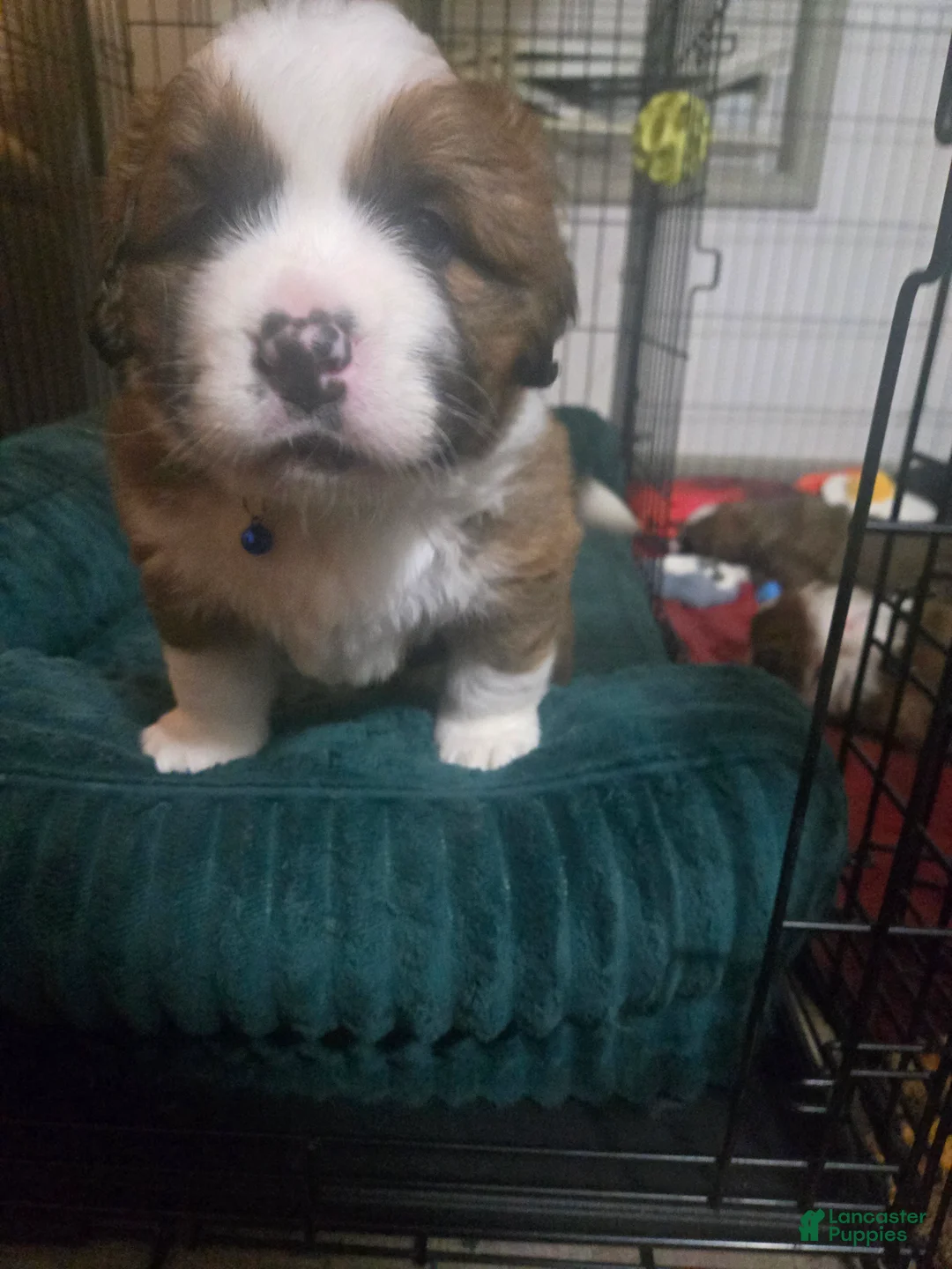 Mixed Breed dogs for sale: Brody - Ad 9