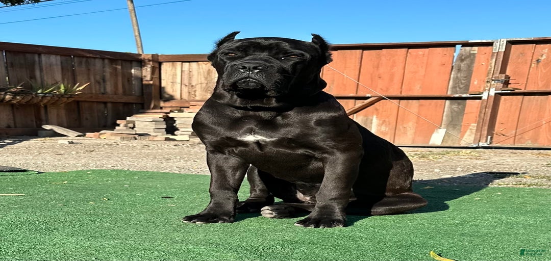 Gallery Image {{count}}