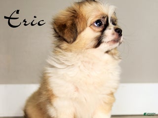 Chihuahua dogs - Ad 33