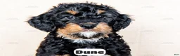 Bernedoodle dogs for sale: Dune - Ad 6