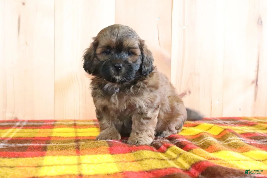 Shihpoo dogs for sale: Duke - Ad 1