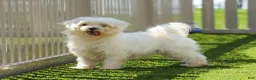 Maltipoo dogs for sale: Joey - Ad 8