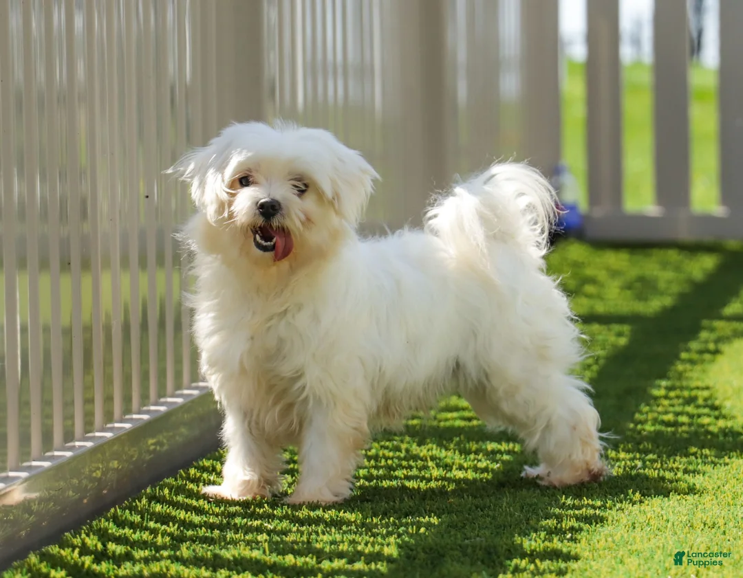 Maltipoo dogs for sale: Joey - Ad 8