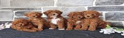 Miniature Poodle dogs for sale: Sanford - Ad 5