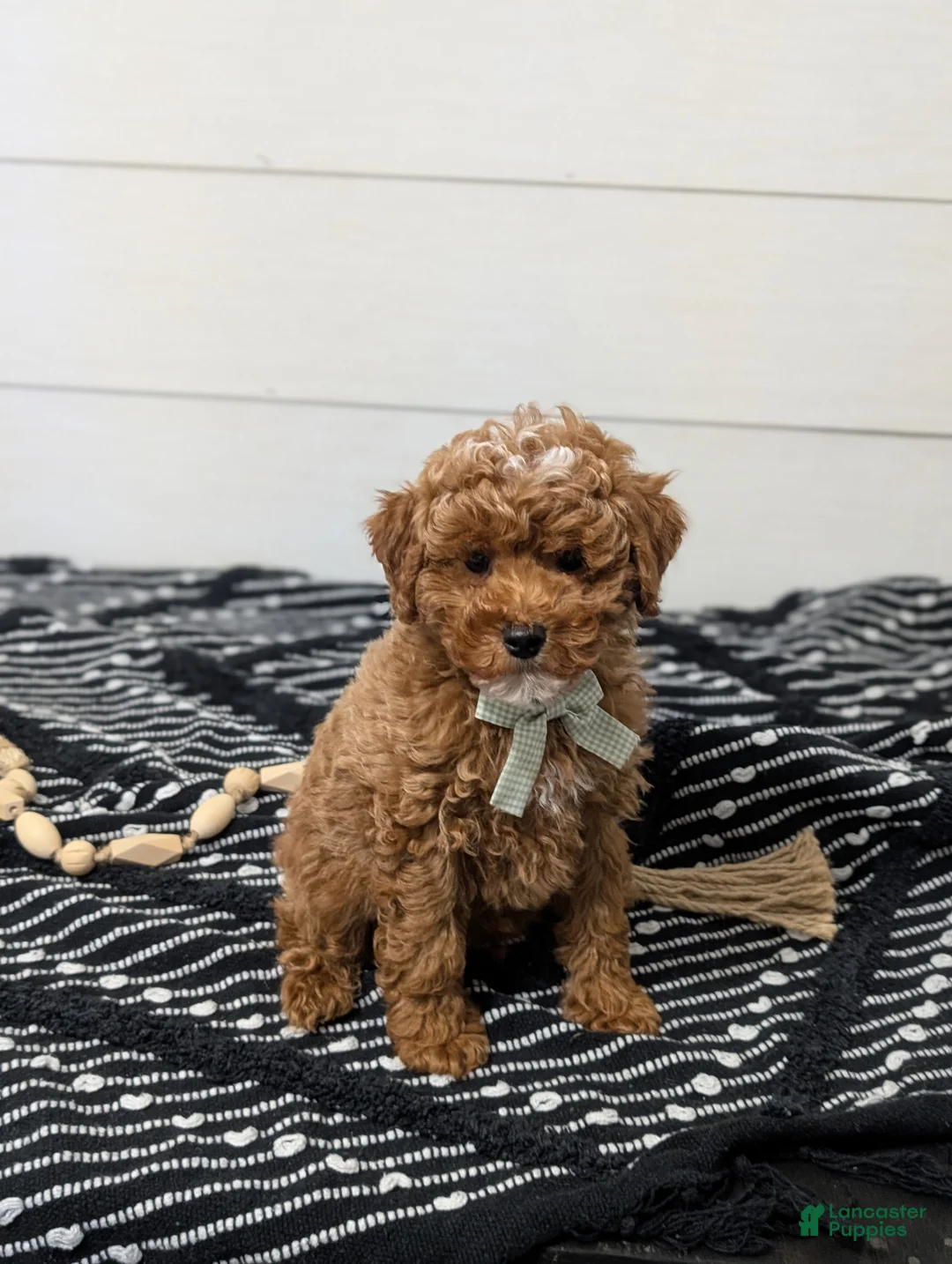 Toy Poodle dogs for sale: Snickerdoodle  - Ad 5