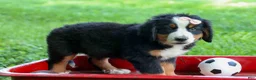 Bernese Mountain Dog dogs for sale: SADIE - Ad 13
