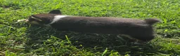 Mixed Breed dogs for sale: Lassie - Ad 4