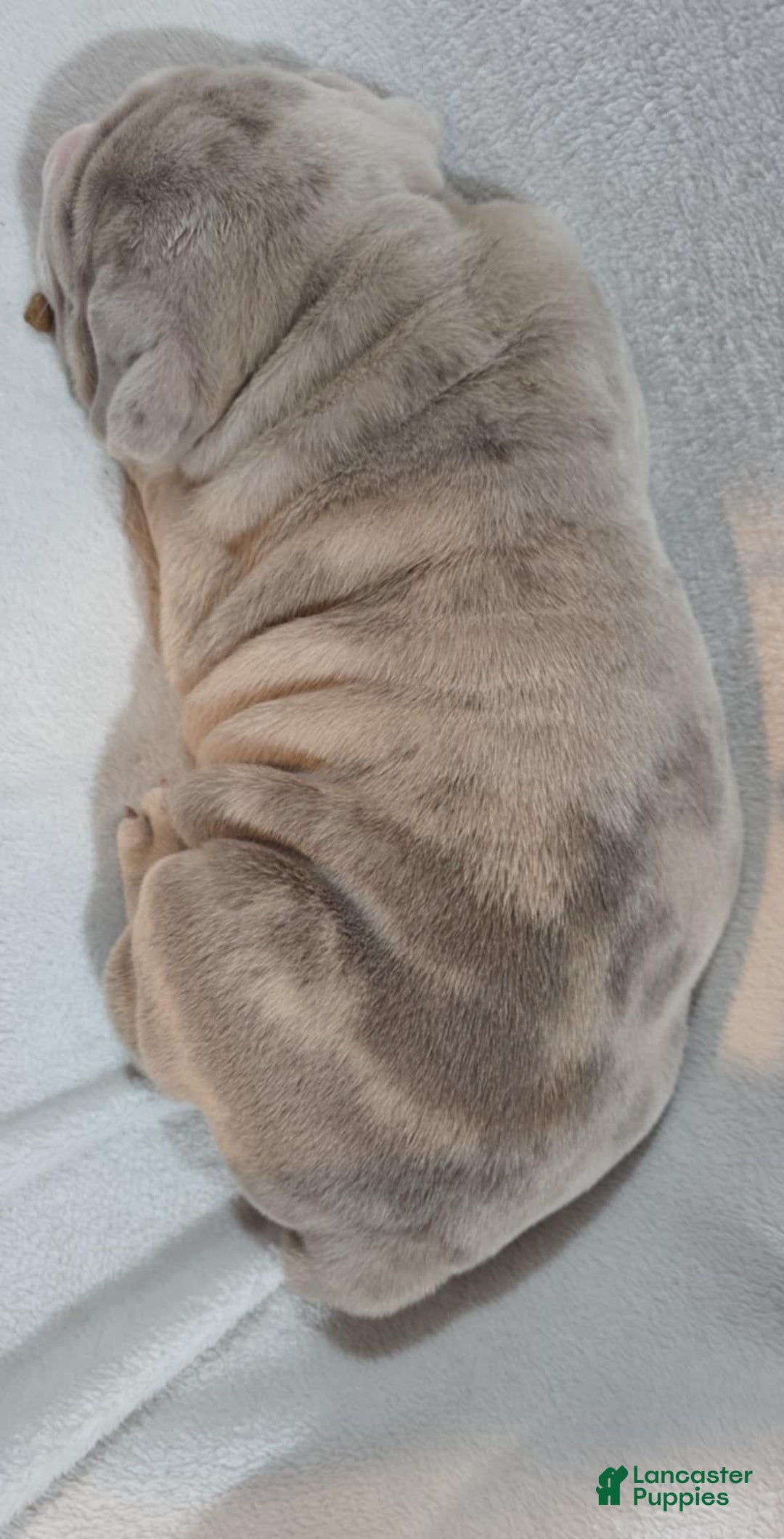 Olde English Bulldogge dogs for sale: Olde English Bulldogge Puppy 4 - Ad 4