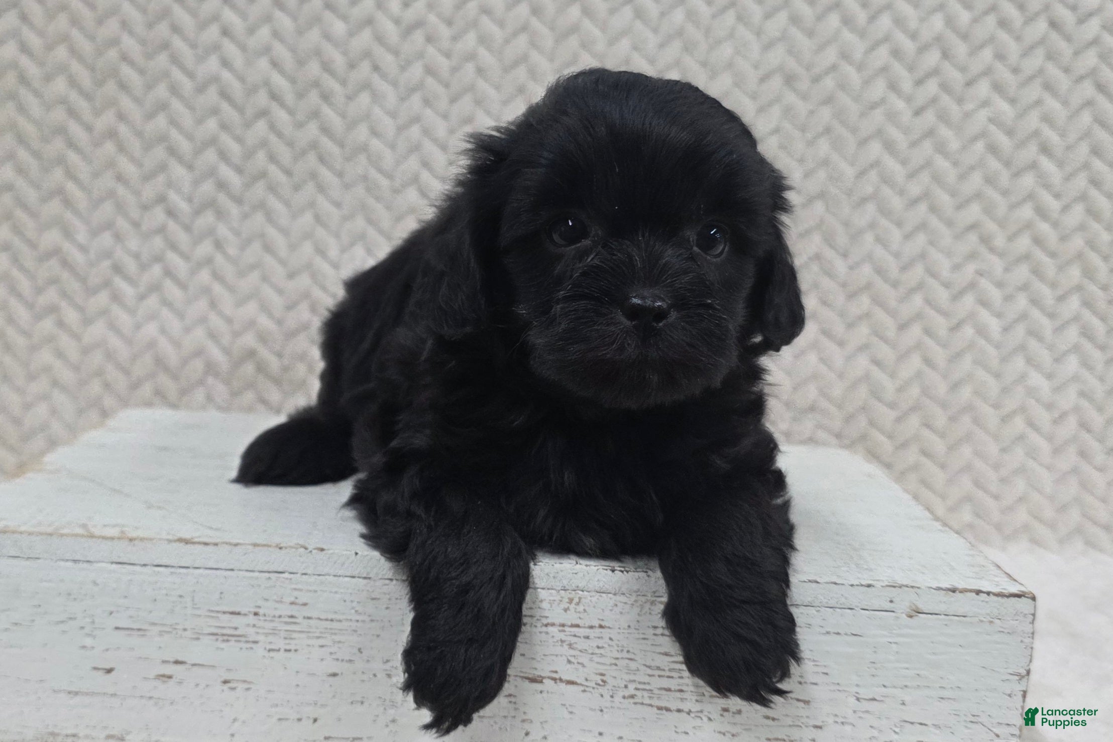 Shihpoo dogs Bear - Ad 2