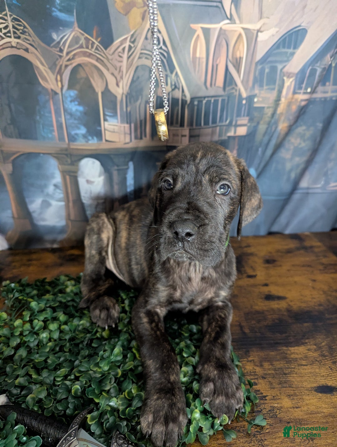 Great Dane dogs for sale: Boromir Brindle Male Great Dane Puppy  - Ad 5