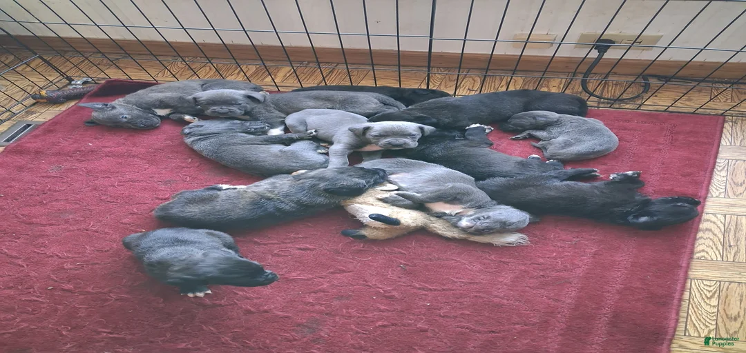 Gallery Image {{count}}