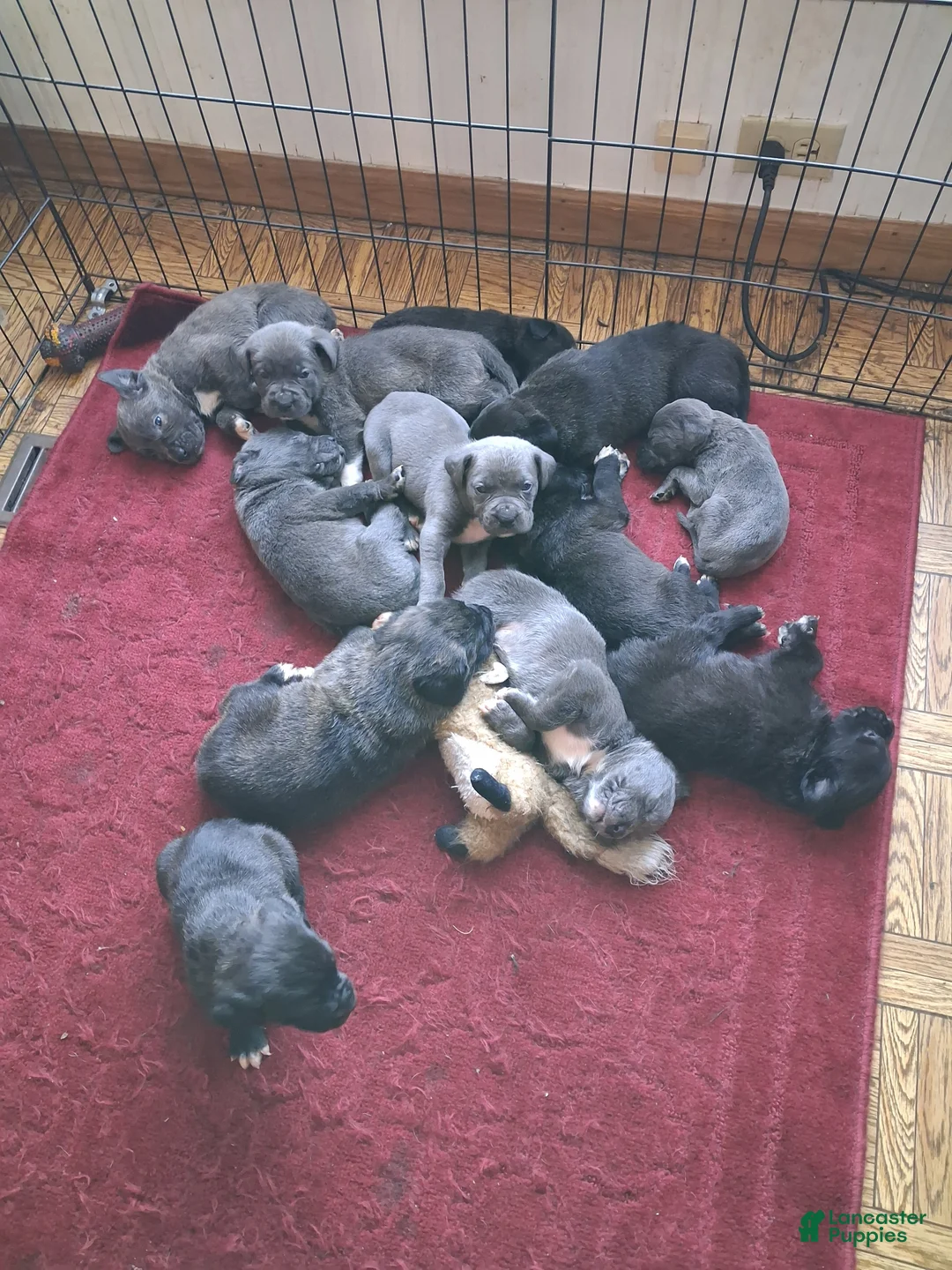 Gallery Image {{count}}